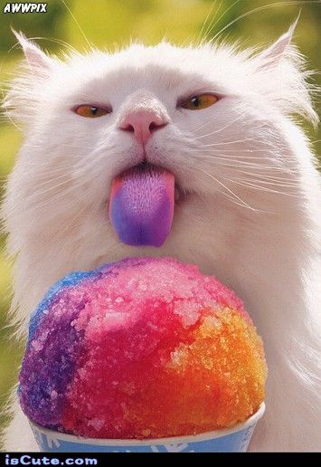 is Cute