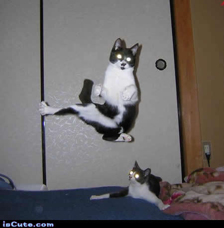 is Cute