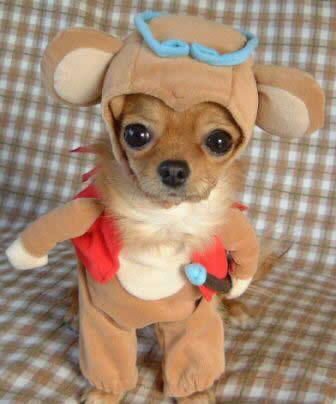 funny dogs pics. funny dogs dressed up. should