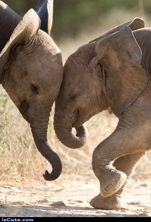 Elephant Baby Love @ isCute.com Elephant Baby Love @ isCute.com