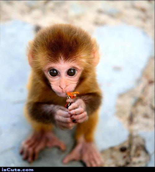 Monkey with Flower