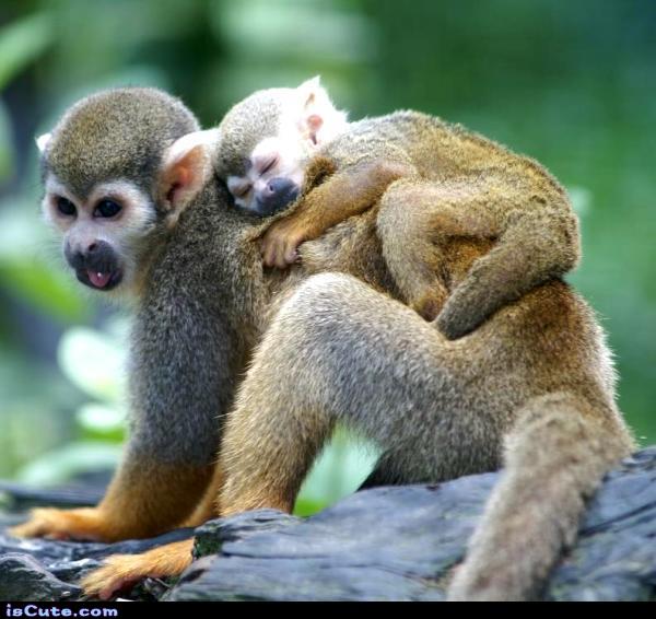 Mama Monkey Love @ isCute.com Mama Monkey Love @ isCute.com